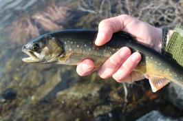 Hand holding a live fish, Arctic charr