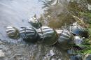 Horseshoe crabs